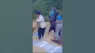 Thumbnail of Harvesting time #song #music #lijongofficial #culture #traditional