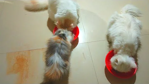 Watch the video about Persian cat calico colour available | cat videos | animals videos | mini zoo |