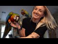 Parrot Handling 101 | Proper Handling With Pet Birds