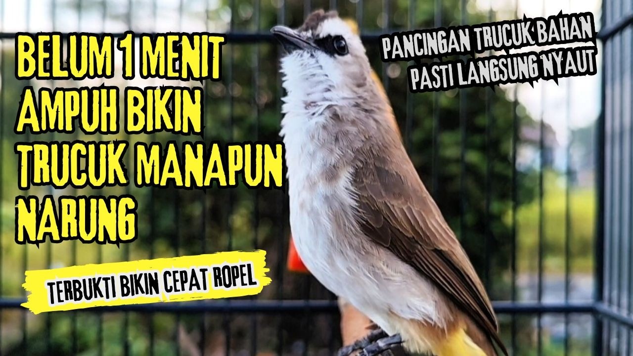 Trucukan Gacor ROPEL PANJANG Saat Subuh COCOK untuk Pancingan Trucuk BAHAN dan MASTERAN TRUCUK Paud