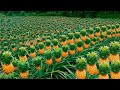 World Most Modern Pineapple Harvesting Technology And Machines, Pineapple Juice Production Process