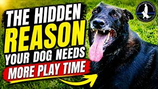 The Hidden Reason Your Dog Needs More Play Time | CCU SOURCE