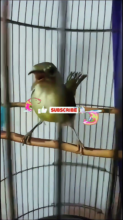 KORLAP || KOLIBRI MANGGAR BETINA ISIAN MEWAH @Thevoicemastering #sorts #birds
