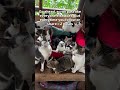any kind of donation will be welcomed to save them from hunger