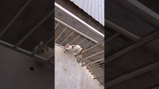 Это Видео Набрало 10 Миллионов Просмотров! Кот Прыгает С Лестницы На Крышу 😃 Мемы И Приколы #Tiktok