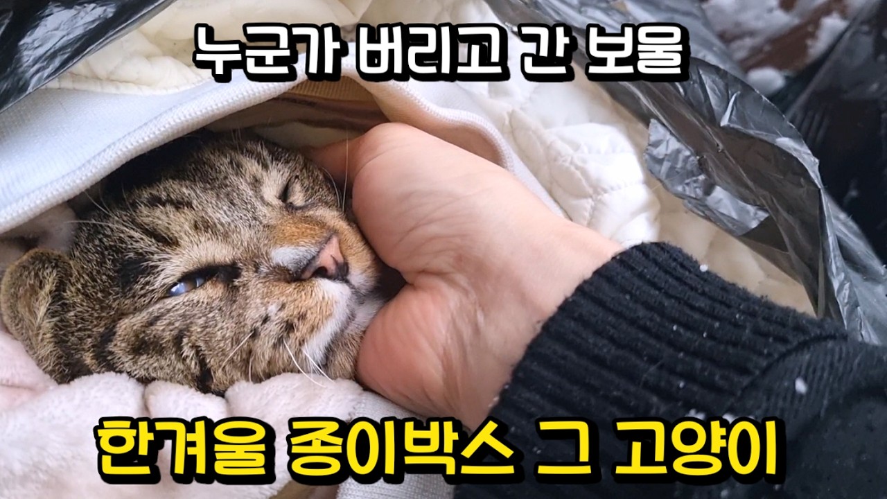 길에서 다 커버린 고양이를 주웠는데...역대급 개냥이 호동이의 놀라운 모습 Top 5 : 추석특집 힐링영상