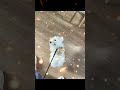 A cute dog paired with an adorable pet harness is a perfect match.