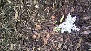 cambridge ontario corbett funeral home grows marijuana