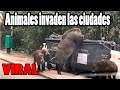 Los Animales siguen llegando a las ciudades