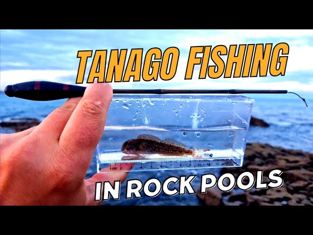 Micro Fishing for Tiny Fish With Tiny Telescoping Tanago Rod & Super Tiny  Hooks 