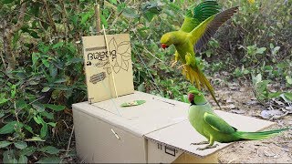 Best Creative Bird Trap Make from Cardboard