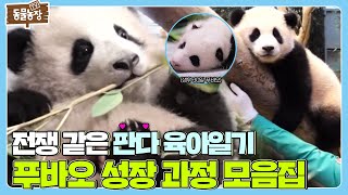아기 판다 푸바오의 탄생부터 사춘기까지! ♡푸바오 성장 과정 모음집♡ I TV동물농장 (Animal Farm) | SBS Story screenshot 5