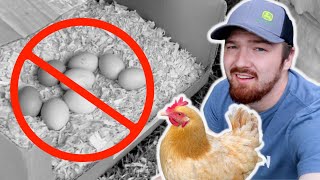 Will Our Chicken Ever Be A Mama?
