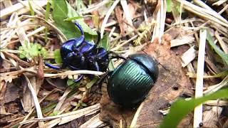 走り回って飛び立つルリセンチコガネ