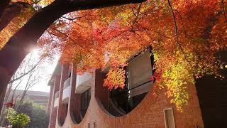 POV: You Found One of China's Most Beautiful Campuses