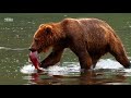 Bear catches and eats a salmon in a lake  vega entertainment