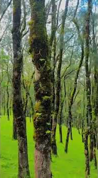 Fatumnasi hutan hujan || Soe, Timor tengah selatan, NTT - story Wa