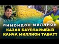 Лимон бизнеси канчалык кирешелүү? Казактар конокко чакырды!