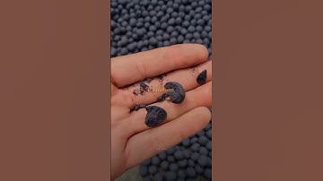 Instead of dropping bombs,  how about we drop seeds?  #shorts #ww3 #shortsviral #israel #iran