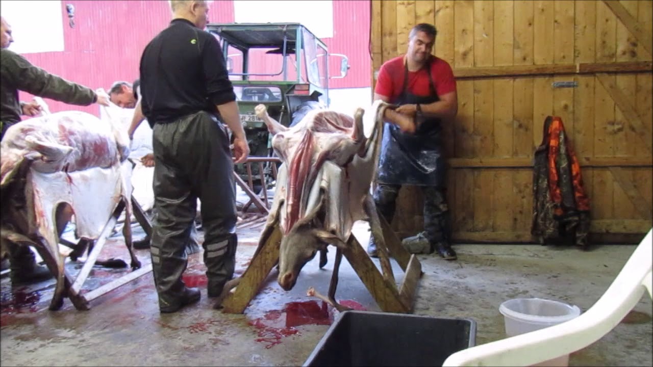 Slakting Av Hjort Youtube