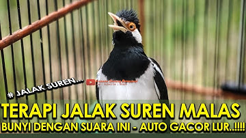 TERAPI JALAK SUREN MALAS BUNYI DENGAN SUARA INI - AUTO GACOR LUR..!!!!