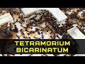 Tetramorium bicarinatum - каребары на минималках: обзор, описание, содержание и заселение
