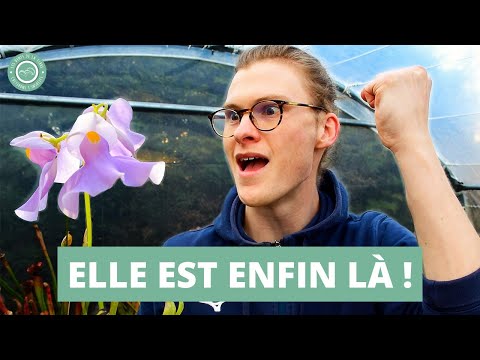 Vidéo: Epiphyte (plante) : qu'est-ce que c'est et où pousse-t-elle ?