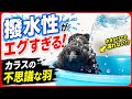 【カラスに水をかけると…】不思議な現象が起こるという…？20260606、カラス＆四つ足クインテット（仮）