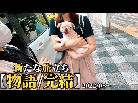 【感動】飼い主様の元に巣立っていく4匹のフレブルの赤ちゃんたちの物語。【ドラマ/物語/完結編】