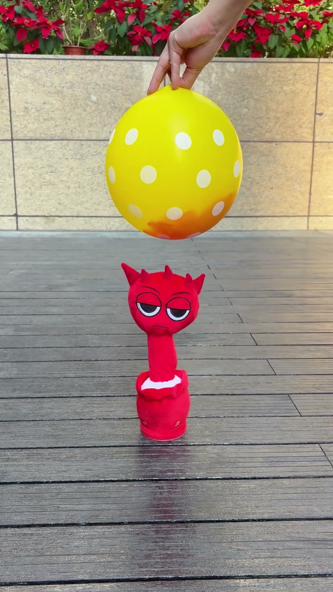 Raddy dancing cactus vs flowers in balloon