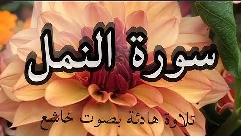 سورة النمل (كاملة تلاوة هادئة وخاشعة تريح القلب)