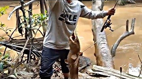 MANCING IKAN SEMBILANG UMPAN UDANG KUPAS || DI SPOT NIPAH