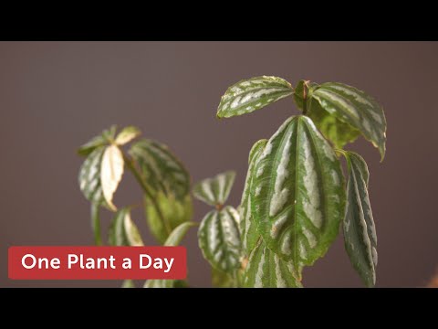 Videó: Pilea szobanövények: tippek a Pilea alumínium növény gondozásához