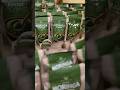 VitaminC+VitaminA rich superfood Moringa Powder = Health Comment ‘MORINGA’ for full guide