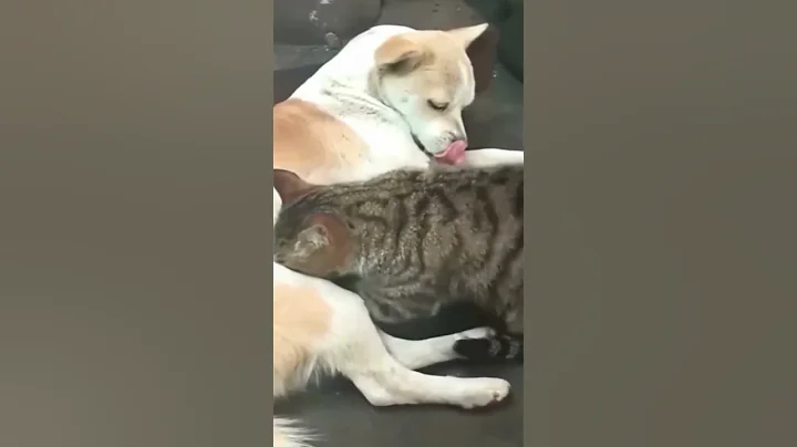 Video 10978851: cat dog fails, cat dog show, laugh cat, cat dog playing