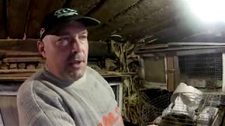 видео: Вес тех же нутрий в 3 месяцев, какой вес?? картинка: Вес тех же нутрий в 3 месяцев, какой вес??