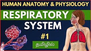 #1 RESPIRATORY SYSTEM EXPLAINED