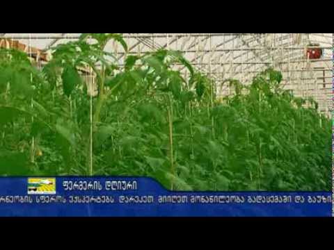 ფერმერის დღიური სასათბურე მეურნეობები 2013