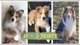 FIRST THREE YEARS OF A SHELTIE (TRANSFORMATION)  My favorite moments so far!