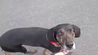 GUNDOG RESCUE CACI プロットMIX(?) メグ・ライアン メグライアン 検索動画31 GUNDOG RESCUE CACI プロットMIX(?) メグ・ライアン メグライアン 検索動画 31