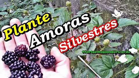 Como produzir amora silvestre?