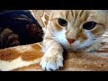 Things Cats Do Without Realizing They Are Being Adorable