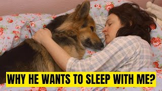 Why my German shepherd want to sleep with me?