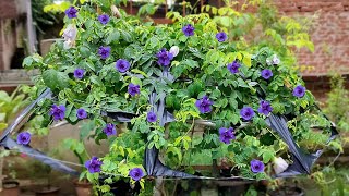 Grow Aprajita from seeds | अपराजिता पर अधिक फूल पाने का तरीका | Clitoria ternatea plant care tips