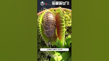 파리지옥에 갇힌 동물은 탈출이 가능할까?