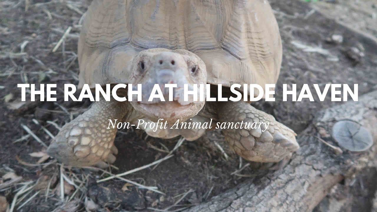 A Tour at a Non-Profit Animal Sanctuary | The Ranch at Hillside Haven