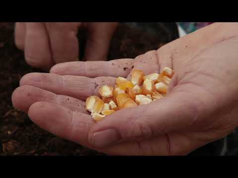 فيديو: بذور الذرة المتعفنة