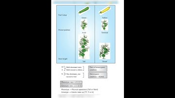 class 10th science 🧪 chapter 9 (Heredity and evolution) notes #study with fun (Payal)