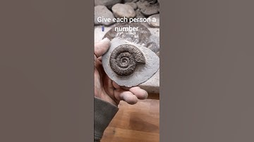prize ammonite for 100 subs. #fossils #ammonite #whitby #fossilfinds #fossilhunter #fossilprep