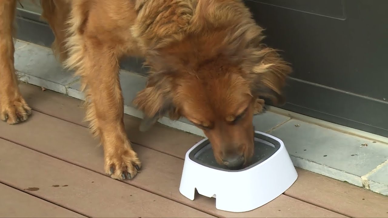 Bello Buddy | Der Hunde-Wassernapf ohne Schlabbern & Kleckern | MediaShop.TV